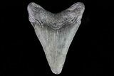 Juvenile Megalodon Tooth - Georgia #75385-1